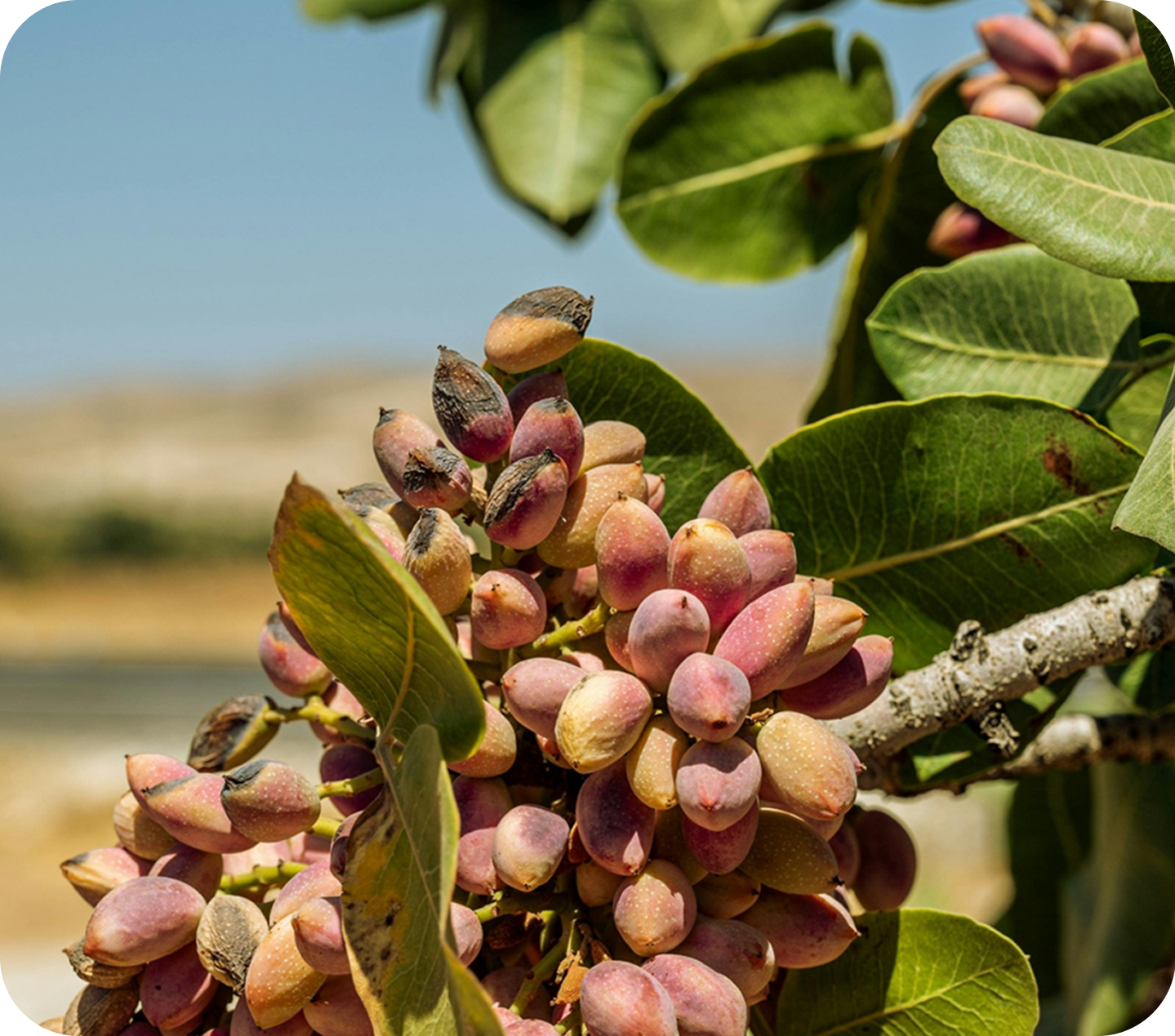 Pistachio plant background